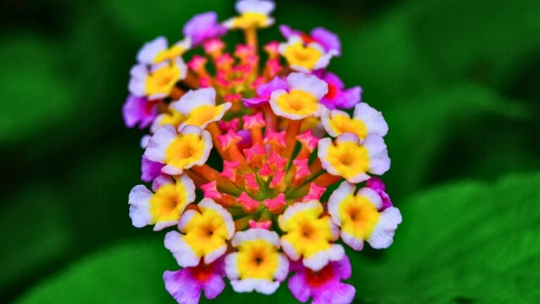 Watch These 13 Flowers Change Colors as the Season Changes 7 Watch These 13 Flowers Change Colors as the Season Changes - Lantana camara ss2317613135