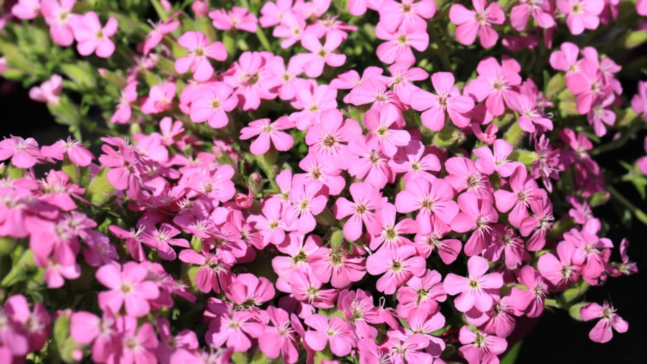 12 Plants You Can Use as Natural Soap 13 12 Plants You Can Use as Natural Soap - Latherwort Trifolium willdenovii ss1410741989