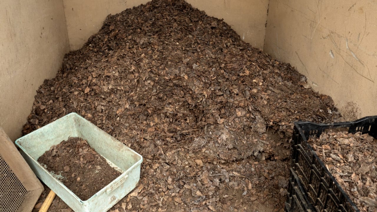 Turning Leaves into Gold: 10 Green Ways to Use Fall Foliage 8 Turning Leaves into Gold: 10 Green Ways to Use Fall Foliage - Leaf Mold ss1992279281