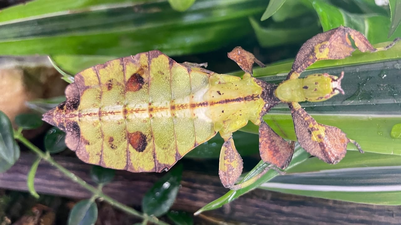 15 Insects You’d Never Expect to Make Awesome Pets 6 15 Insects You’d Never Expect to Make Awesome Pets - Leaf insect Phyllium wc