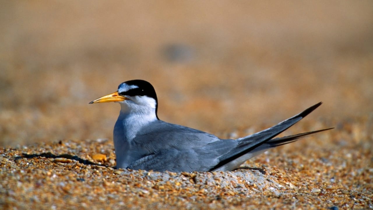18 Seaside Birds to Look Out for on Your Next Beach Day 12 18 Seaside Birds to Look Out for on Your Next Beach Day - Least Tern dp31690795