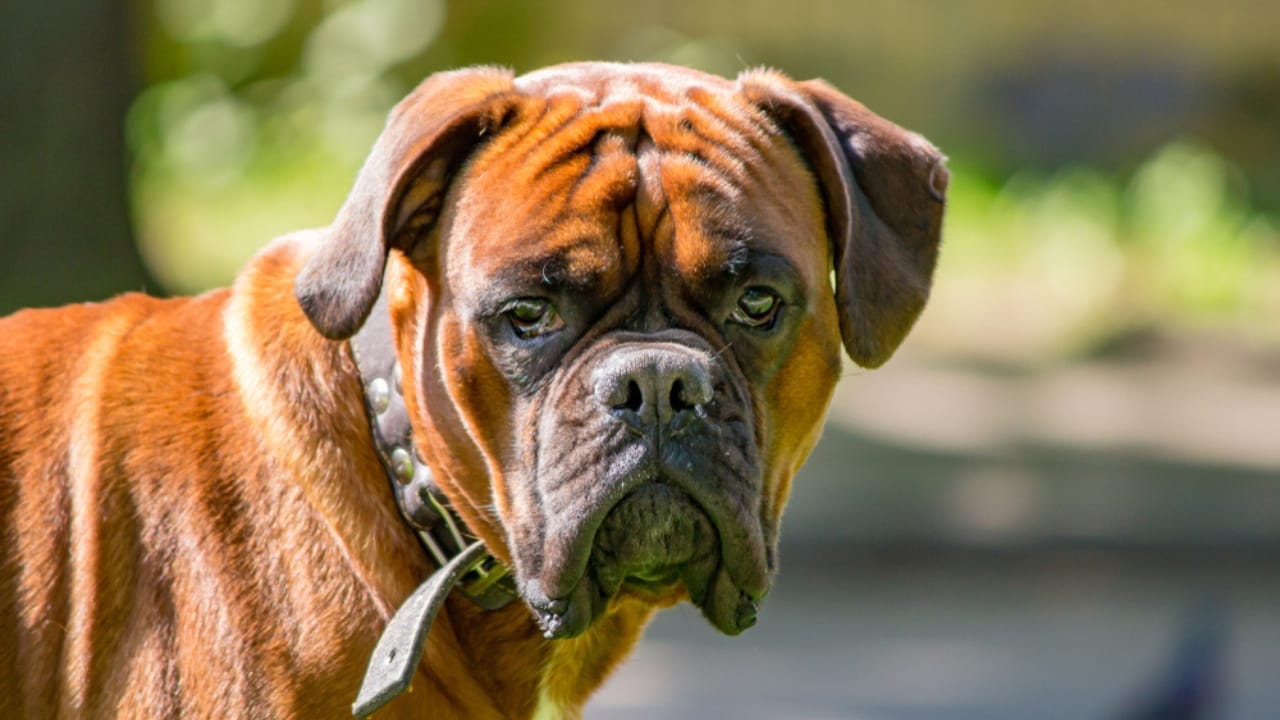 15 Dog Breeds That Could Be Mistaken for Pit Bulls 11 15 Dog Breeds That Could Be Mistaken for Pit Bulls - Leavitt Bulldog ss1334071667