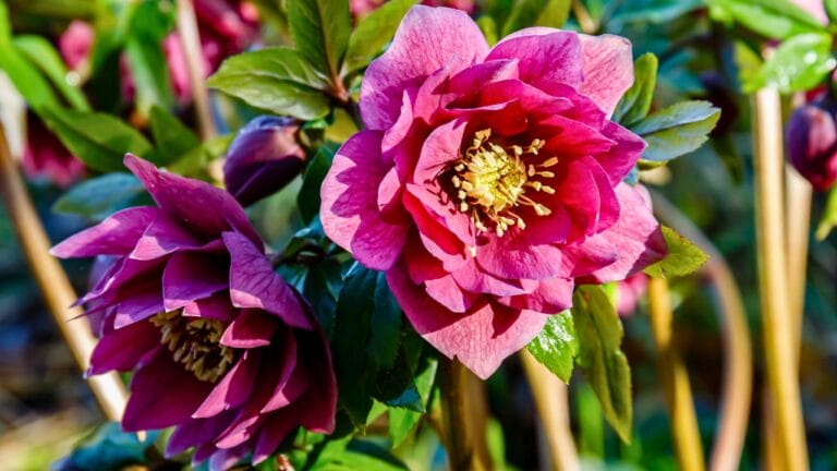 15 Evergreen Perennials for Constant Color & Natural Weed Control - Lenten Rose ss2218473237