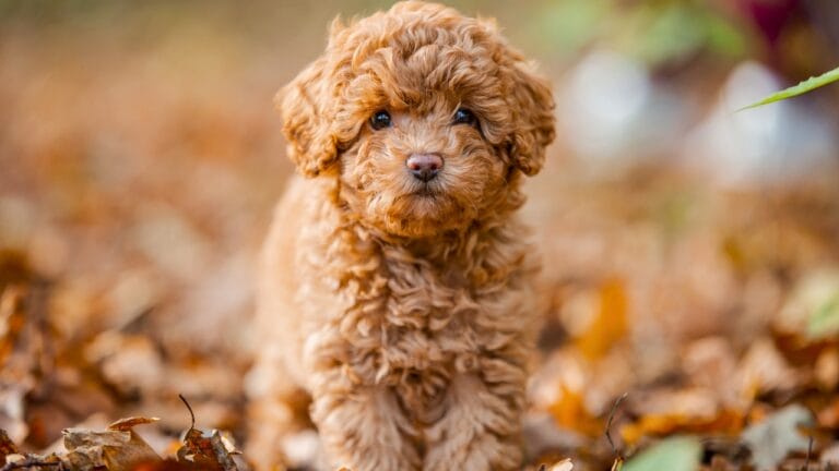 Before You Get a Poodle: 10 Facts Every Owner Should Know - Little brown poodle ss2016086957 degm