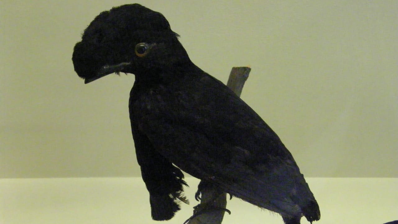 25 Real Animals That Look Too Unique to Be True 14 25 Real Animals That Look Too Unique to Be True - Long Wattled Umbrellabird wc