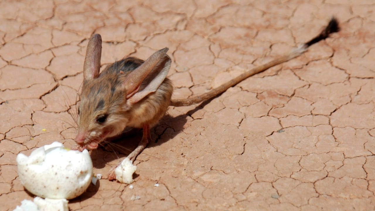 25 Real Animals That Look Too Unique to Be True 8 25 Real Animals That Look Too Unique to Be True - Long eared Jerboa dp245114552