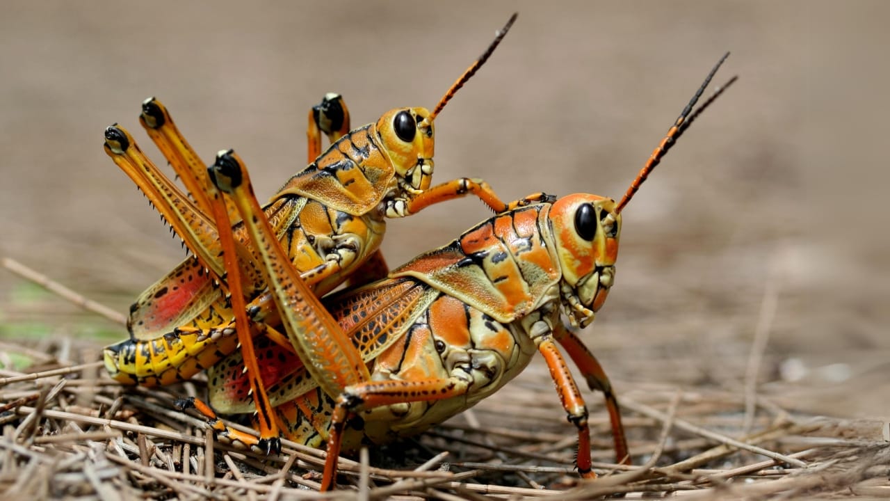 15 Insects You’d Never Expect to Make Awesome Pets 15 15 Insects You’d Never Expect to Make Awesome Pets - Lubber Grasshoppers wc