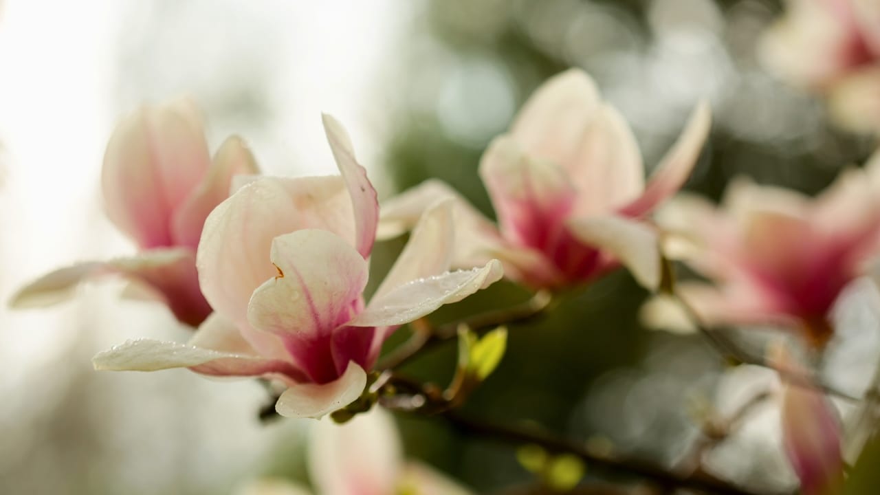 10 Trees to Make Your Backyard Smell Like Paradise - Magnolia virginiana ss1705170043 degm