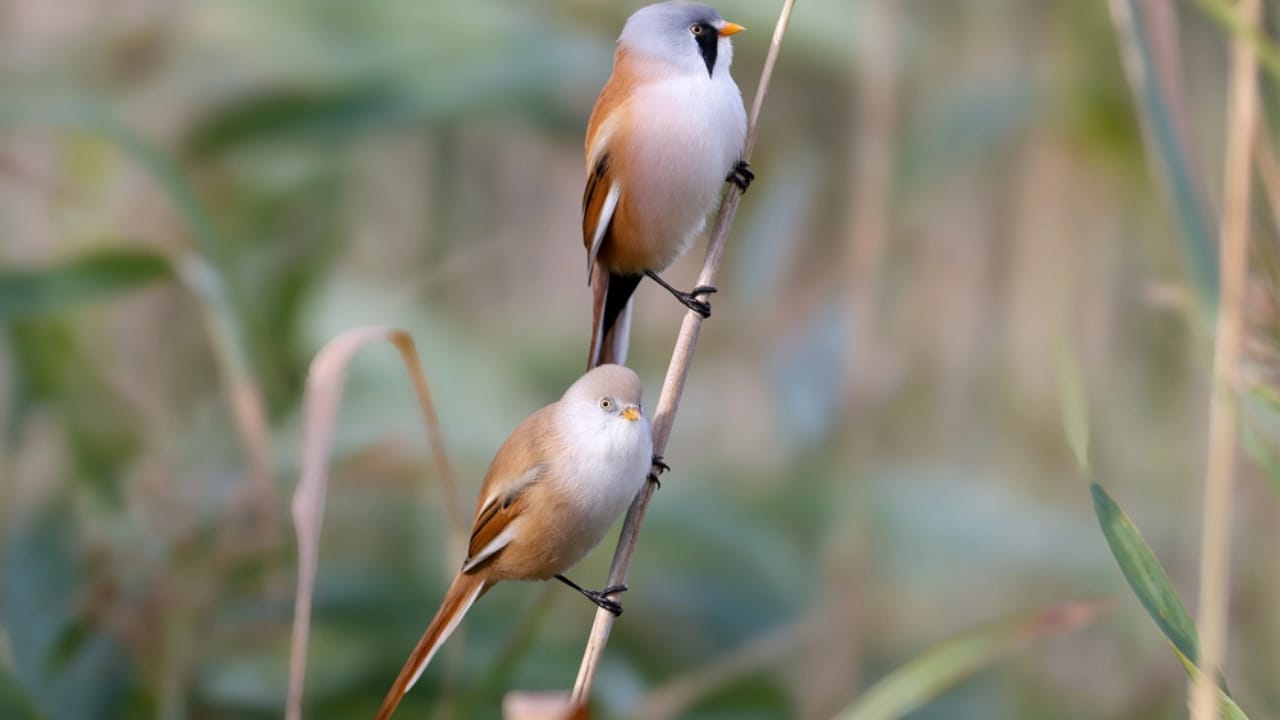 Meet the Adorable Fluffball of the Skies: The Round-Bearded Reedling 5 Meet the Adorable Fluffball of the Skies: The Round-Bearded Reedling - Male and female bearded reedlings dp750564712