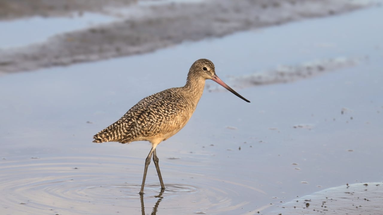 18 Seaside Birds to Look Out for on Your Next Beach Day 15 18 Seaside Birds to Look Out for on Your Next Beach Day - Marbled Godwit dp425161784
