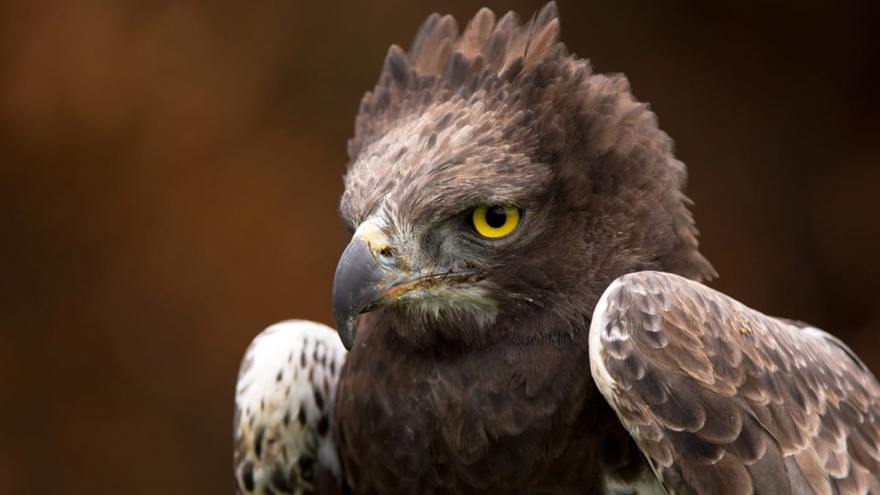 15 Fierce Birds of Prey That Rule the Skies 9 15 Fierce Birds of Prey That Rule the Skies - Martial Eagle dp46055255