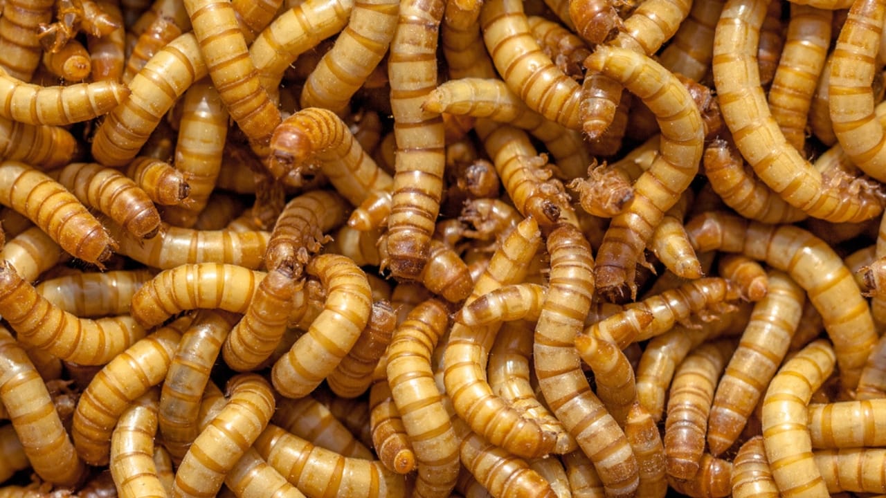18 DIY Chicken Feed Ideas to Boost Egg Nutrition — No Store-Bought Feed Needed - Mealworms dp54068511
