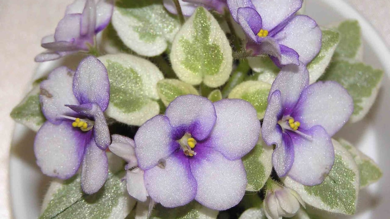 15 Houseplants That’ll Stay Cute & Manageable 11 15 Houseplants That’ll Stay Cute & Manageable - Miniature African Violet wc