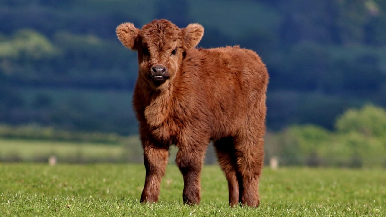 14 Low-Effort Animals for Homesteaders Seeking Simple Farming 4 14 Low-Effort Animals for Homesteaders Seeking Simple Farming - Miniature Cattle wc