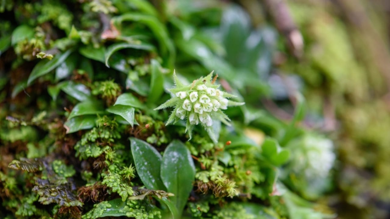 15 Houseplants That’ll Stay Cute & Manageable 15 15 Houseplants That’ll Stay Cute & Manageable - Miniature Orchid ss2522932755