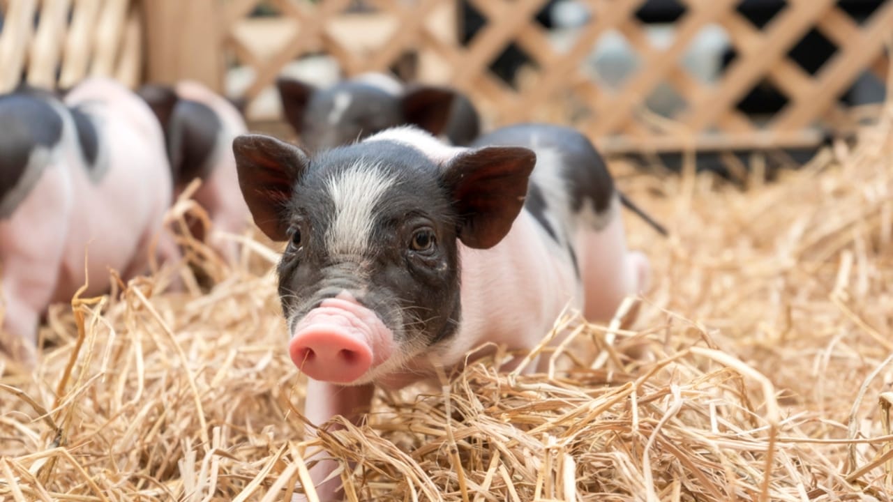 14 Low-Effort Animals for Homesteaders Seeking Simple Farming 14 14 Low-Effort Animals for Homesteaders Seeking Simple Farming - Miniature Pigs dp273716820