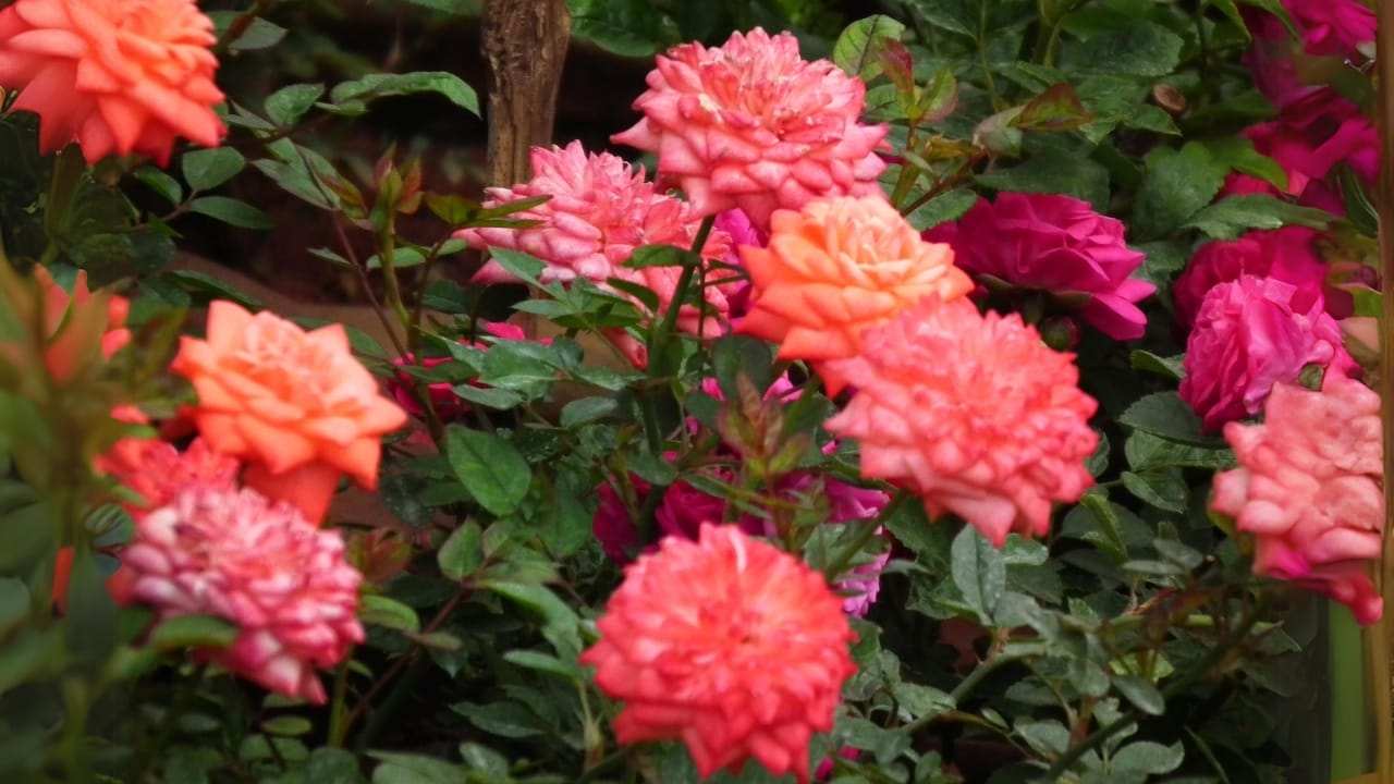 15 Houseplants That’ll Stay Cute & Manageable 17 15 Houseplants That’ll Stay Cute & Manageable - Miniature Rose wc