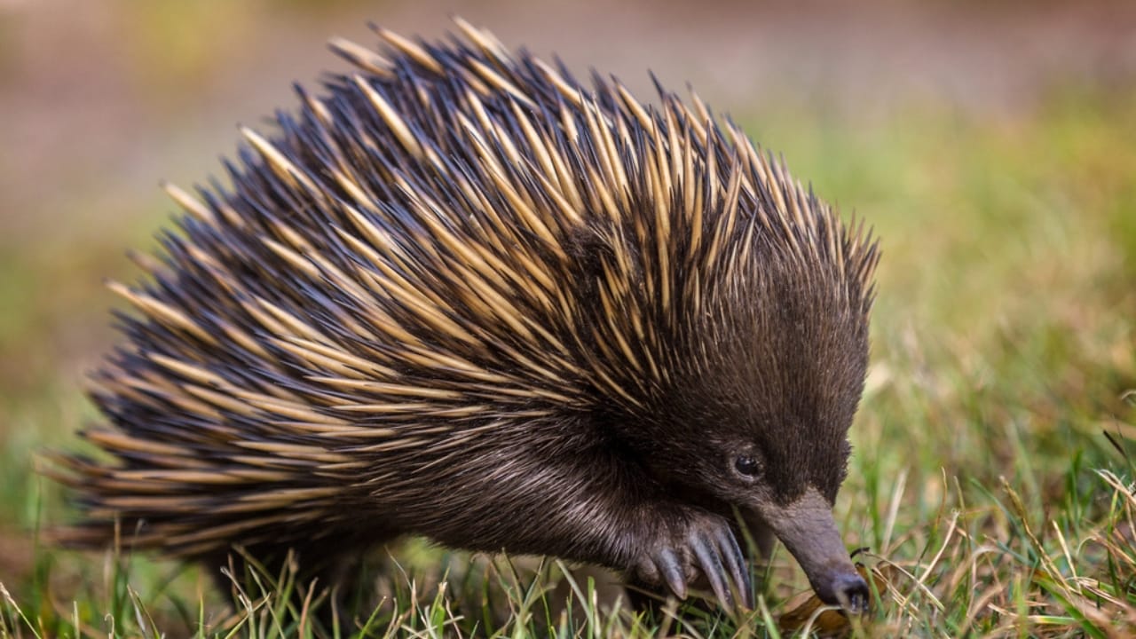 Still Alive: 18 Species That Have Outlasted Mass Extinctions 16 Still Alive: 18 Species That Have Outlasted Mass Extinctions - Monotremes ss572214373