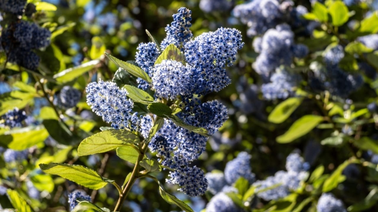 12 Plants You Can Use as Natural Soap 11 12 Plants You Can Use as Natural Soap - Mountain Lilac Ceanothus ss2474407835