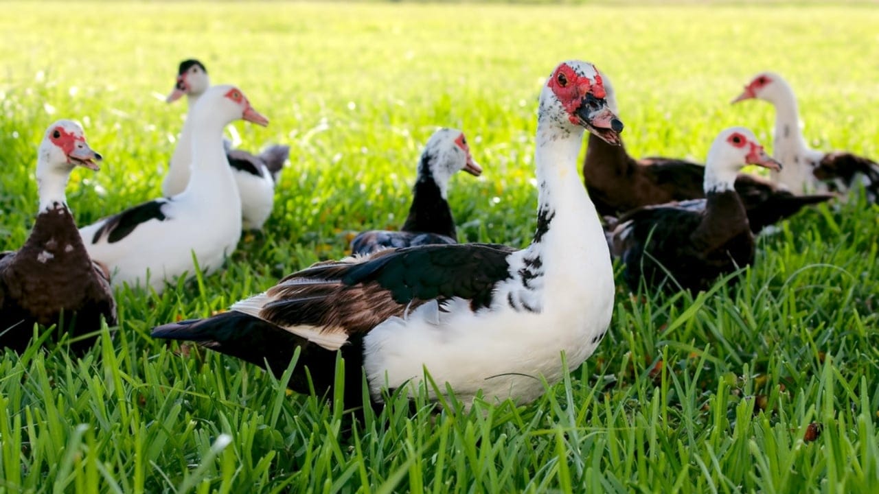 14 Ideal Animals for Maximizing a 1-Acre Homestead 11 14 Ideal Animals for Maximizing a 1-Acre Homestead - Muscovy Ducks dp10765655