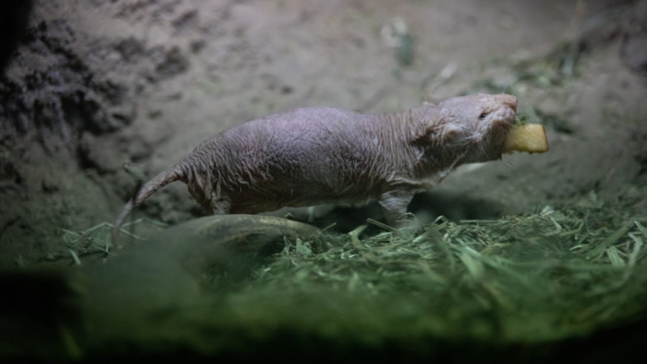 15 Mammals Thriving Where Few Can Survive 14 15 Mammals Thriving Where Few Can Survive - Naked Mole Rat dp357819442