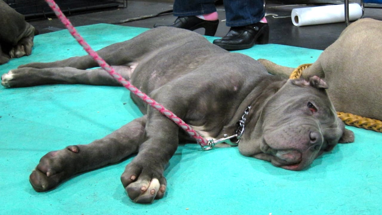 15 Dog Breeds That Could Be Mistaken for Pit Bulls 13 15 Dog Breeds That Could Be Mistaken for Pit Bulls - Neopolitan mastiff wc