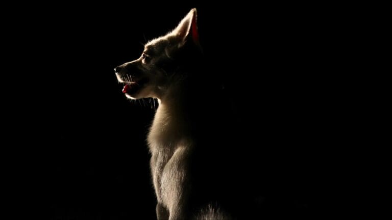 Norwegian Buhund: Why This Viking Dog Could Be Your Best Friend - Norwegian Buhund ss1121412629 degm