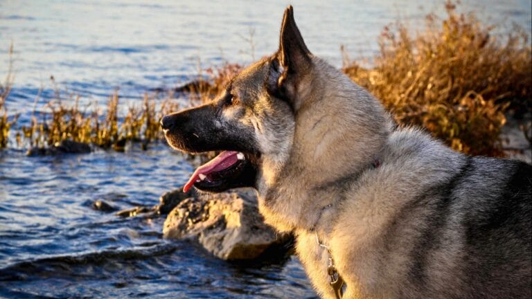 The Viking’s Best Friend: 9 Facts on Norwegian Elkhound Heritage - Norwegian Elkhound ss651754528 degm