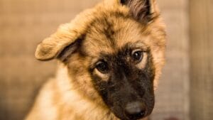 The World's Most Unique Dog: 8 Lundehund Facts 1 The World's Most Unique Dog: 8 Lundehund Facts - Norwegian Lundehund puppy ss2537462699 degm