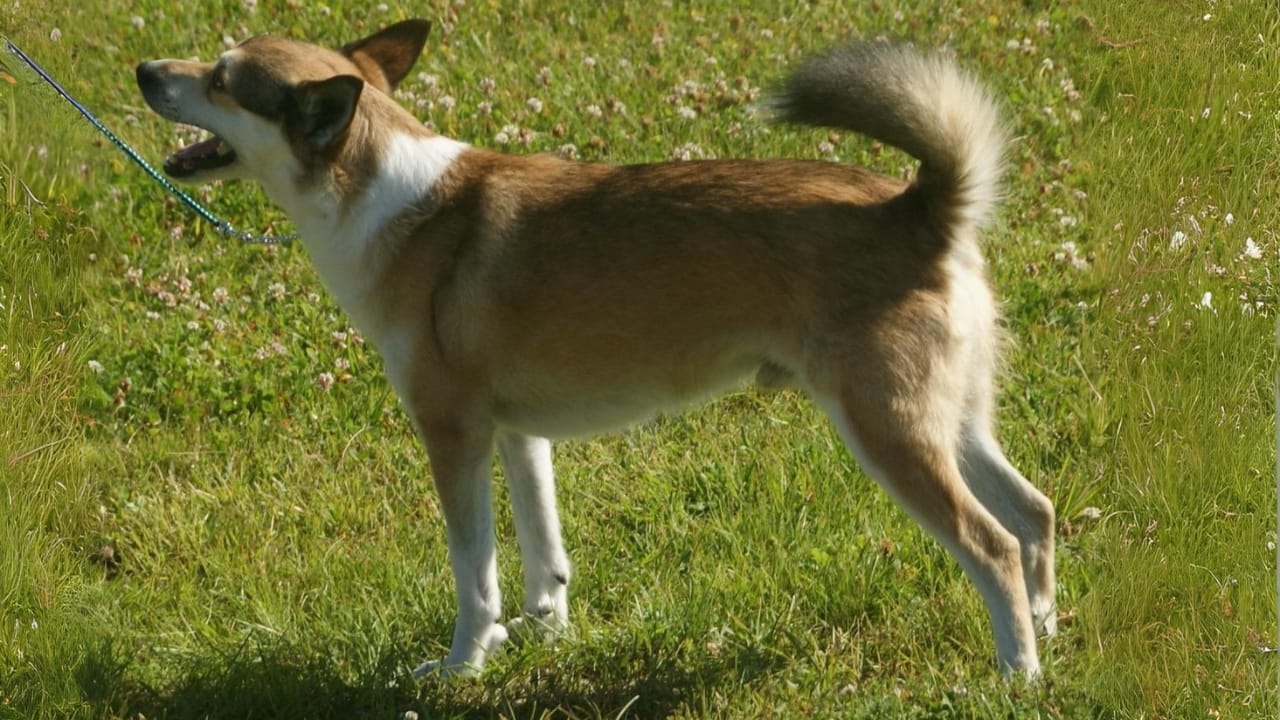 Meet 20 Adorable Dog Breeds with Pointy Ears & Unique Personalities 17 Meet 20 Adorable Dog Breeds with Pointy Ears & Unique Personalities - Norwegian Lundehund wc
