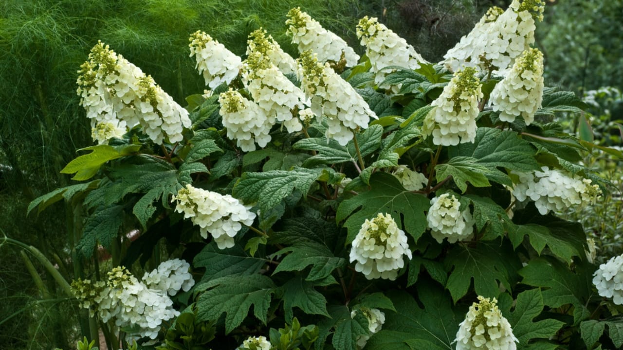 6 Shade-Loving Hydrangeas Perfect for Low-Sun Gardens 3 6 Shade-Loving Hydrangeas Perfect for Low-Sun Gardens - Oakleaf Hydrangeas ss1271001895