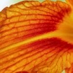 Grow a Weed-Free Garden with These 15 Clumping Perennials 6 Grow a Weed-Free Garden with These 15 Clumping Perennials - Orange petals of Hemerocallis fulva ss2480552499 degm