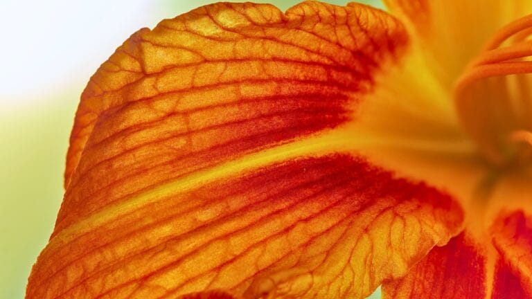 Say Goodbye to Weeding: 14 Perennial Wildflowers for a Carefree Garden - Orange petals of Hemerocallis fulva ss2480552499 degm