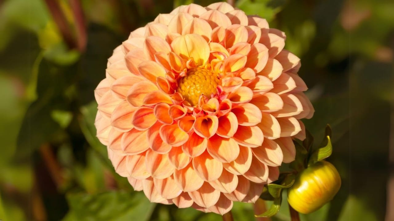 12 Orange Flowers to Brighten Up Your Garden With Their Cheery Hue 14 12 Orange Flowers to Brighten Up Your Garden With Their Cheery Hue - Orange Dahlia dp31287541