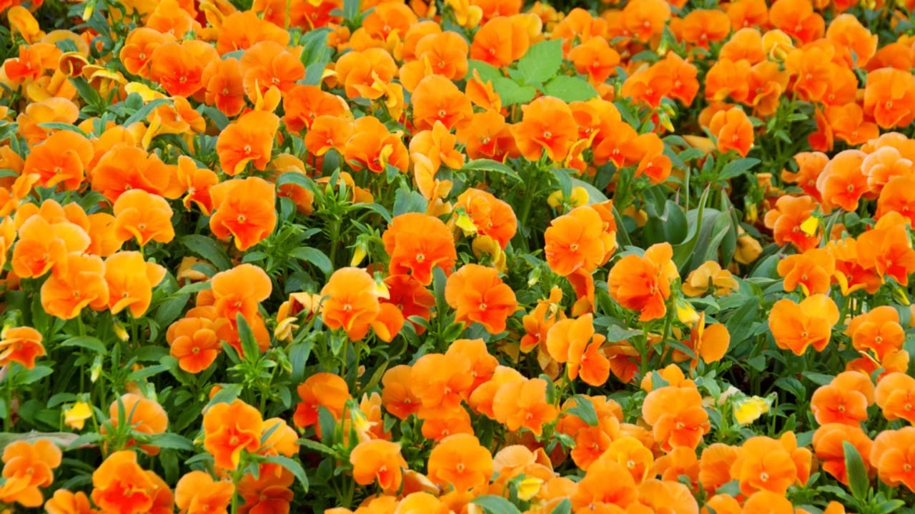 12 Orange Flowers to Brighten Up Your Garden With Their Cheery Hue 11 12 Orange Flowers to Brighten Up Your Garden With Their Cheery Hue - Orange Pansies dp68511993
