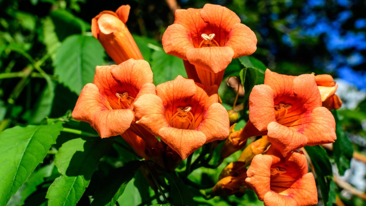12 Orange Flowers to Brighten Up Your Garden With Their Cheery Hue 13 12 Orange Flowers to Brighten Up Your Garden With Their Cheery Hue - Orange Trumpet Vine dp455274930