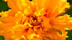 12 Orange Flowers to Brighten Up Your Garden With Their Cheery Hue 1 12 Orange Flowers to Brighten Up Your Garden With Their Cheery Hue - Orange marigold dp325223546
