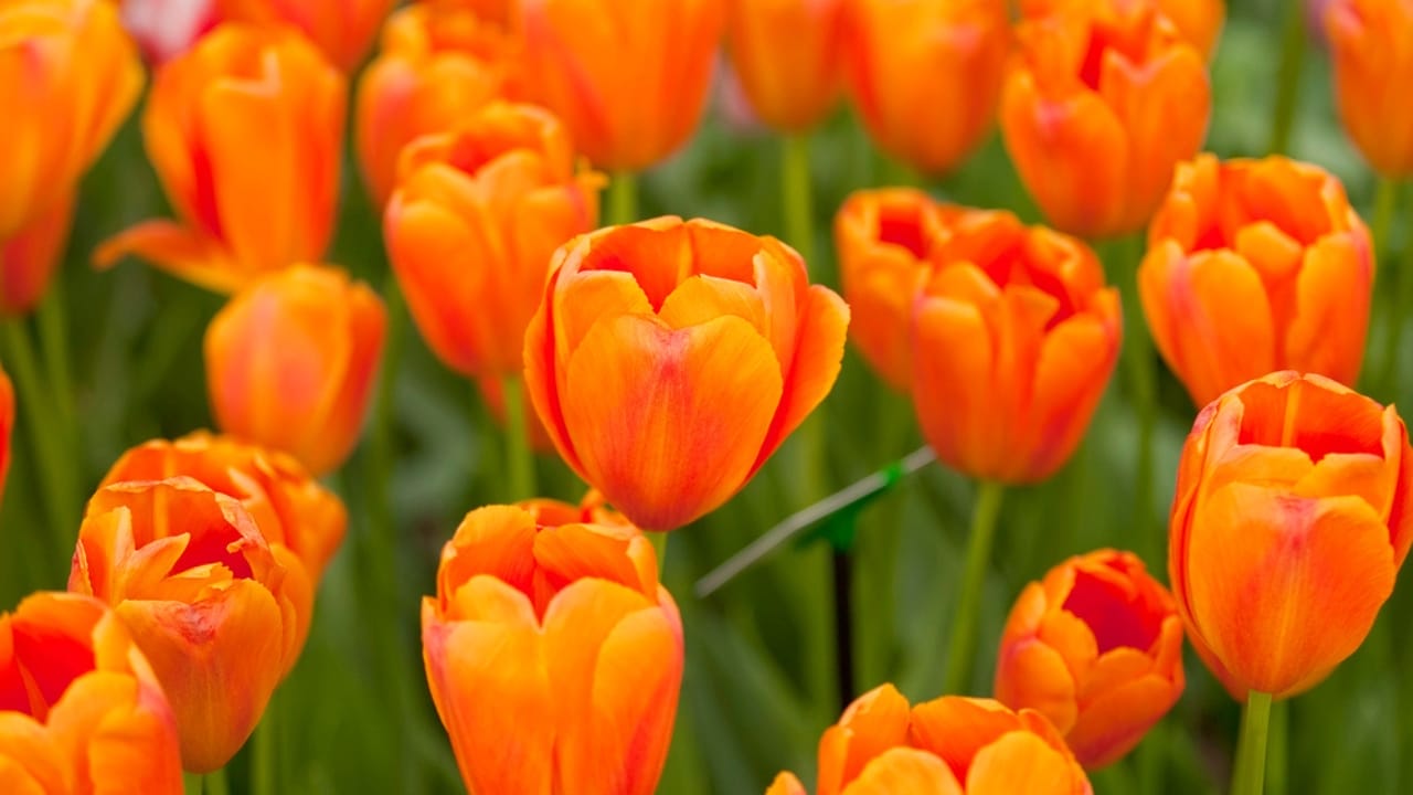 12 Orange Flowers to Brighten Up Your Garden With Their Cheery Hue 4 12 Orange Flowers to Brighten Up Your Garden With Their Cheery Hue - Orange tulips dp5368603