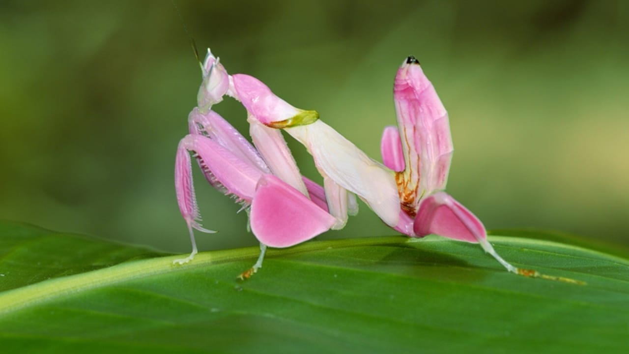 25 Real Animals That Look Too Unique to Be True 17 25 Real Animals That Look Too Unique to Be True - Orchid Mantis dp70257713