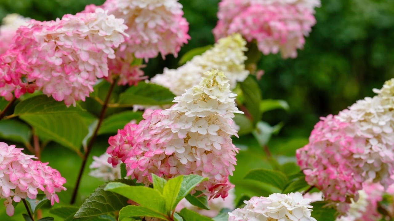 6 Shade-Loving Hydrangeas Perfect for Low-Sun Gardens 5 6 Shade-Loving Hydrangeas Perfect for Low-Sun Gardens - Panicle Hydrangeas ss2105857091