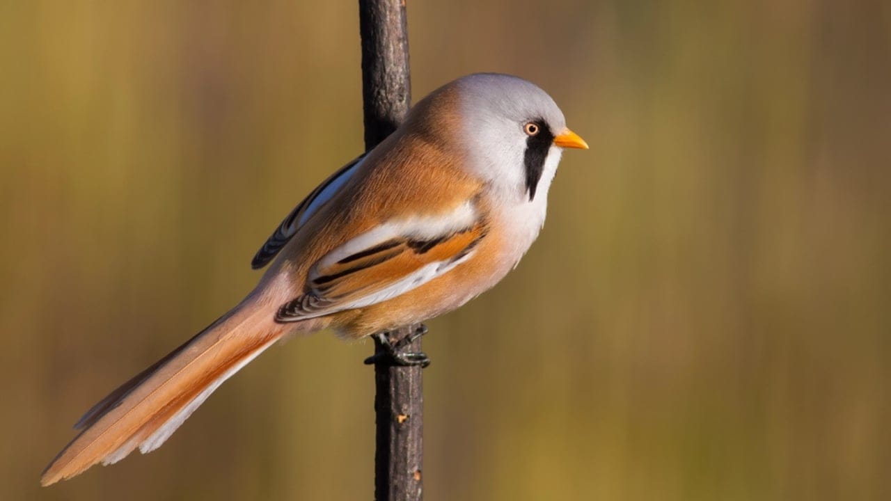 Meet the Adorable Fluffball of the Skies: The Round-Bearded Reedling 2 Meet the Adorable Fluffball of the Skies: The Round-Bearded Reedling - Panurus biarmicus Bearded reedling dp380017984