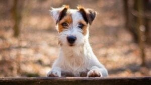 10 Steps to a Well-Mannered Parson Russell Terrier 1 10 Steps to a Well-Mannered Parson Russell Terrier - Parson Russell Terrier dog ss1676489956 degm