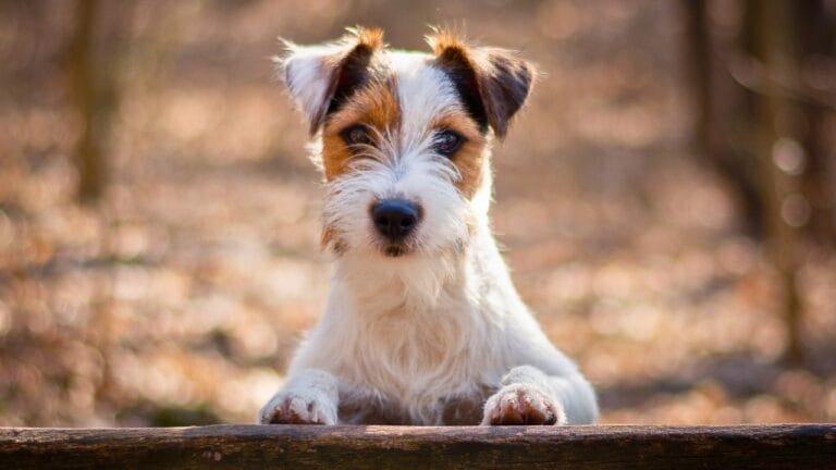 10 Steps to a Well-Mannered Parson Russell Terrier 6 10 Steps to a Well-Mannered Parson Russell Terrier - Parson Russell Terrier dog ss1676489956 degm