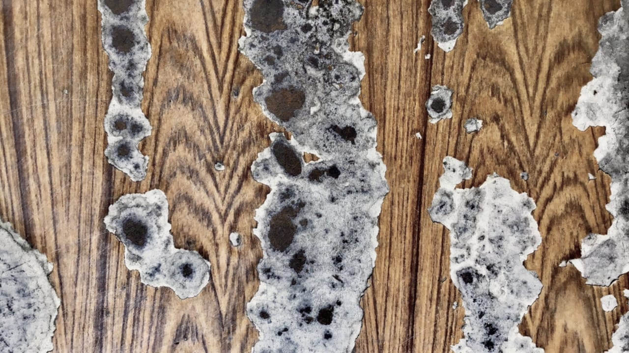 Don’t Ignore These 11 Signs of Mold in Your Plumbing System 11 Don’t Ignore These 11 Signs of Mold in Your Plumbing System - Peeling Laminate Wallpaper ss1537099916