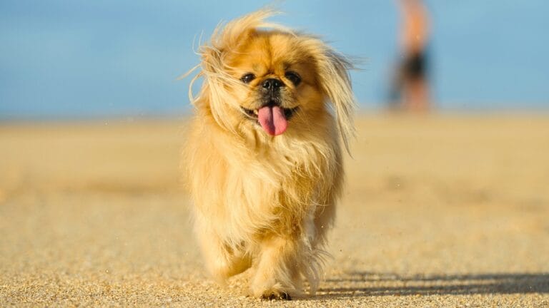 10 Reasons the Pekingese Deserves Its Royal Reputation - Pekingese dog outdoor ss1029700888 degm