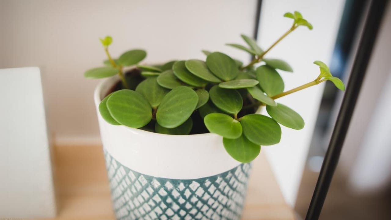 15 Houseplants That’ll Stay Cute & Manageable 14 15 Houseplants That’ll Stay Cute & Manageable - Peperomia Hope Peperomia tetraphylla ss1905140872