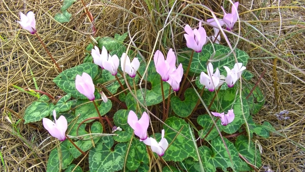 15 Houseplants That’ll Stay Cute & Manageable 5 15 Houseplants That’ll Stay Cute & Manageable - Persian Cyclamen wc