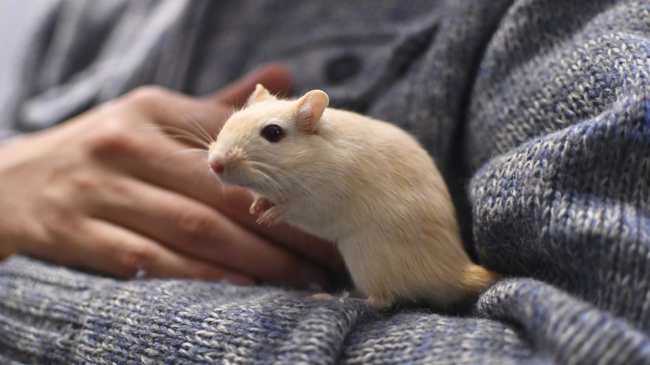 First Pet? 13 Easygoing Pets Perfect for Beginners 8 First Pet? 13 Easygoing Pets Perfect for Beginners - Pet gerbil ss2435566597