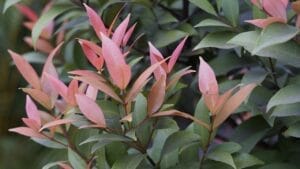 Plant These 13 Shrubs in the Fall for Fast Growth & Year-Round Beauty 1 Plant These 13 Shrubs in the Fall for Fast Growth & Year-Round Beauty - Photinia ss2072666363