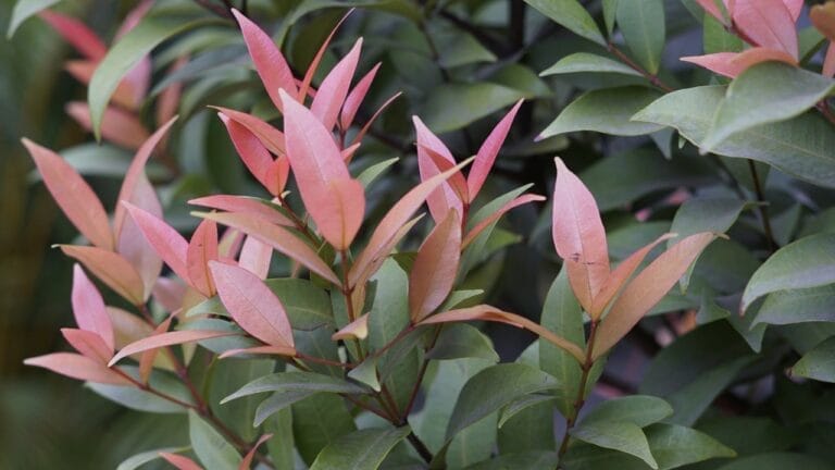 Plant These 13 Shrubs in the Fall for Fast Growth & Year-Round Beauty 5 Plant These 13 Shrubs in the Fall for Fast Growth & Year-Round Beauty - Photinia ss2072666363